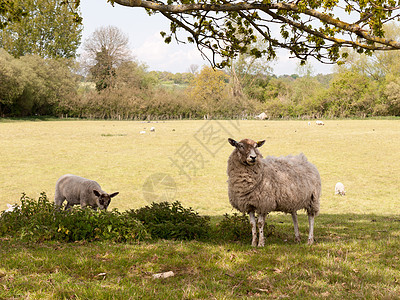 两只羊 母羊和羊羔 在树下的田地里 看起来很可爱图片