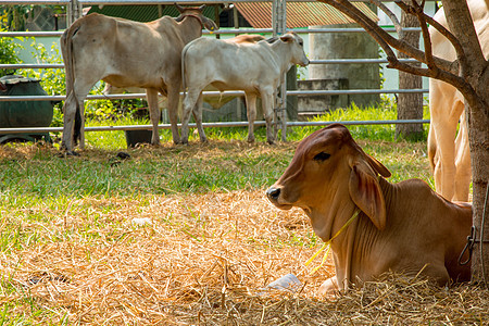 泰国的养牛场衬衫胡须职业场地农村哺乳动物工作动物金属邮政图片