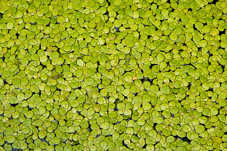 浮萍 在水的绿色浮萍自然本底环境生长公园叶子植物群池塘植物花园杂草蕨类图片
