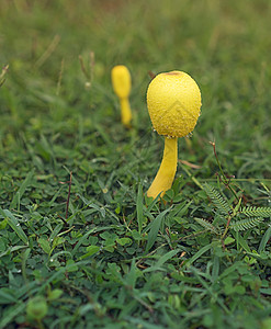 下毒的黄蘑菇露可科普洛里纳斯birnbaii图片