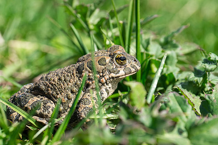 青蛙在草地上动物群野生动物眼睛甘蔗害虫热带宏观环境两栖生物图片