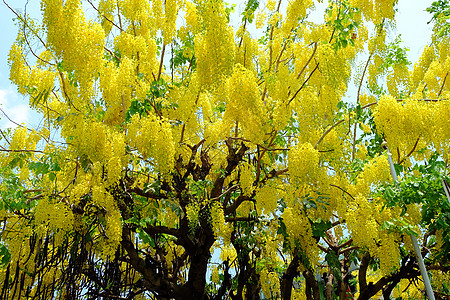 泰国夏日盛开的金色雨花树图片