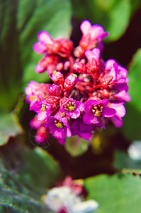 或 badan 开花皮革植物植物群奢华紫色叶子晴天生长植物学花园图片