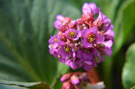 或 badan 开花季节植物生长心叶花园晴天奢华叶子耳朵植物学图片