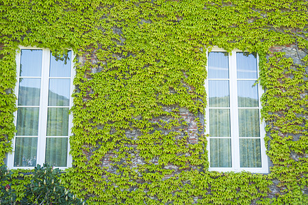 加拿大的常春藤藤蔓房子窗户建造植物环境花园绿色植物群公园图片