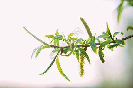 柳树枝对着蓝天森林阳光叶子花粉植物树木公园生长植物群树叶图片