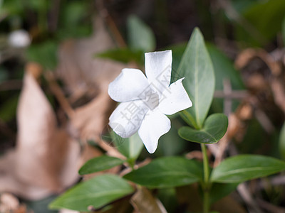 春时的宏花头白花头图片