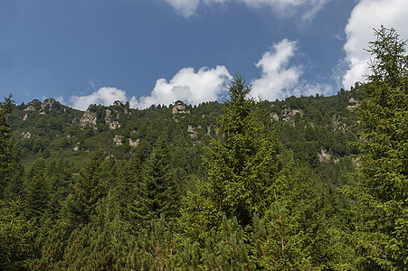 桑利山顶上生长过度 森林和喜悦林在生态方面走向里拉山的马利奥维察峰峰蓝色衬套树木空地旅行爬坡季节天空木头阳光照射图片