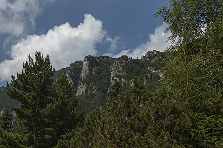 桑利山顶上生长过度 森林和喜悦林在生态方面走向里拉山的马利奥维察峰峰辉光衬套天空阳光爬坡松树空地树木植物远足图片