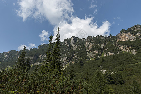 桑利山顶上生长过度 森林和喜悦林在生态方面走向里拉山的马利奥维察峰峰旅行阳光松树顶峰植物木头杂草阳光照射空地远足图片