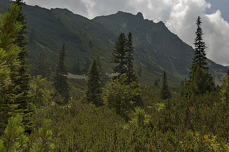 桑利山顶上生长过度 森林和喜悦林在生态方面走向里拉山的马利奥维察峰峰植物旅行针叶木头天空衬套蓝色季节阳光松树图片