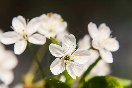 一棵苹果树的白色美丽的花朵 紧贴在温柔的圆珠上花瓣寺庙植物生长生活叶子雌蕊植物学场景季节背景图片