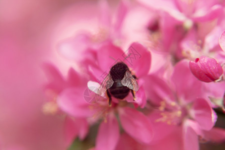 蜜蜂在粉红美丽的树上收集花粉昆虫果园天堂花朵花园蜂蜜宏观水果航班植物群图片