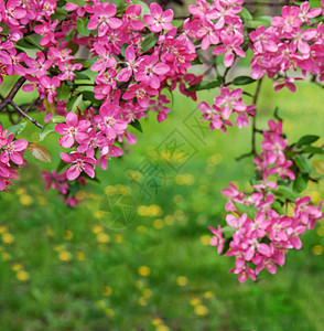 粉红美丽的树花 本底的苹果树天堂花瓣时间卡片花粉生长雄蕊辉煌季节唤醒墙纸图片