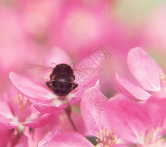 蜜蜂在粉红美丽的树上收集花粉植物群蓝色水果季节植物学花园花朵宏观天堂生长图片