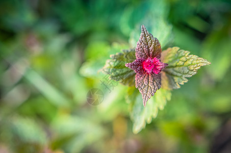 紫色枯花野花叶草地树叶花园季节荒野宏观植物群花瓣植物叶子图片