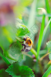 紧闭花朵和大黄蜂在织物上草本植物植物荨麻树叶蜂蜜花园昆虫杂草宏观漏洞图片