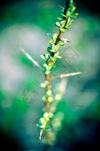 初春时海角的巴克霍恩分枝收成生活季节沙棘植物叶子太阳枝条农业灌木图片