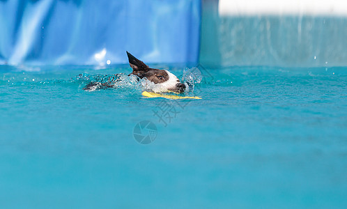 游泳的狗边界山羊与玩具游泳牧羊犬宠物小狗动物水池羊犬乐趣哺乳动物运动背景