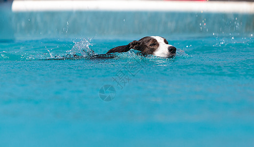 游泳的狗边界山羊与玩具游泳水池牧羊犬动物羊犬运动乐趣小狗宠物哺乳动物背景