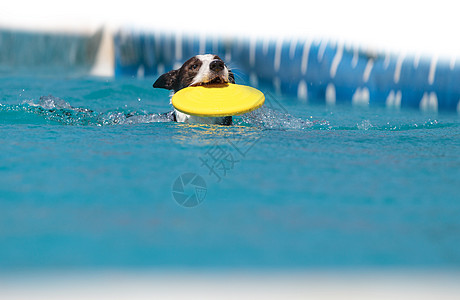 游泳的狗边界山羊与玩具游泳动物牧羊犬乐趣小狗哺乳动物羊犬水池运动宠物背景