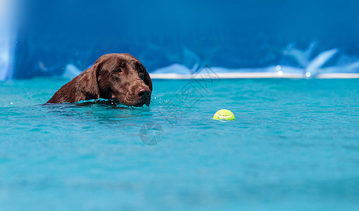 游泳狗巧克力拉布拉多采集器用玩具游泳水池实验室猎犬小狗动物哺乳动物宠物指针精力乐趣背景