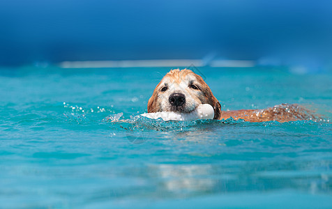 游泳的狗金色寻金器带玩具游泳哺乳动物小狗动物宠物精力乐趣水池猎犬背景