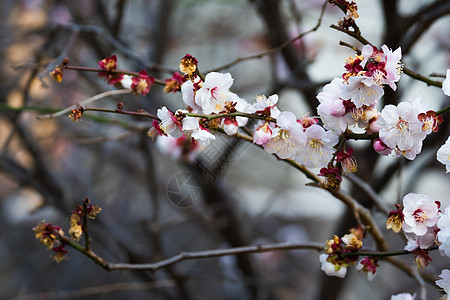 UME 花朵花瓣文化季节晴天生长植物叶子植物学植物群李子图片