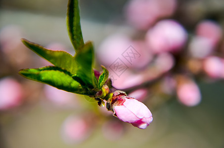 桃花花粉红花花瓣水果植物群枝条脆弱性季节天空植物园艺生长图片