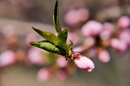 桃花花粉红花果园花瓣植物天空花粉生活园艺花园水果植物学图片