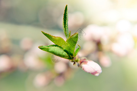 桃花花粉红花枝条花瓣生活园艺植物水果宏观季节生长植物群图片