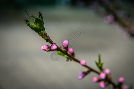 桃花花粉红花花园季节水果植物生长天空植物群叶子枝条生活图片