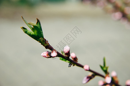 桃花花粉红花叶子季节花园植物群水果生活天空枝条脆弱性植物图片