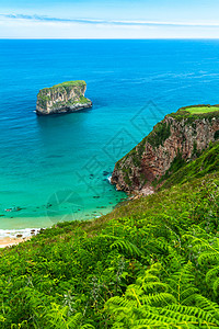 选票海滩场景海景海岸线植物波浪蓝色海岸鹅卵石阳光树叶图片