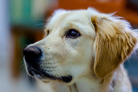 黄金寻金眼睛小狗鼻子猎犬停留冒充毛皮哺乳动物有素微笑图片