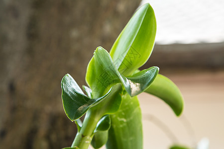 美丽的紫兰花花朵树植物群植物学黄色黑色绿色热带植物花瓣白色粉色图片