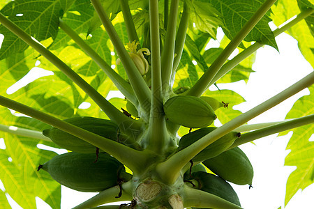 木瓜树上有一棵大而有机的绿色木瓜树上花园生长叶子健康蔬菜种植园食物环境果园饮食图片