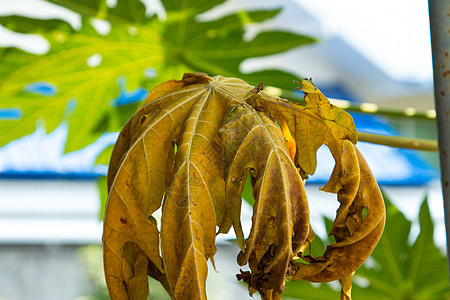 雨后木瓜绿叶 横向照张相静脉花园宏观季节植物群绿色热带白色植物学食物图片