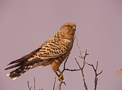 大Kestrel 法尔科混血物鸟类野生动物公园动物荒野羽毛胭脂红猎鹰捕食者生态图片