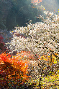 名古屋 秋天的花园世界游客旅游公园木头地标樱花观光薄雾图片