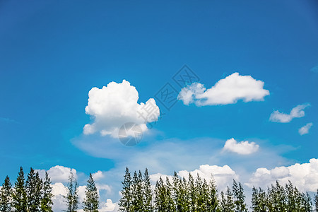 蓝天空的松树晴天林地树木叶子蓝色环境季节植物天空墙纸图片