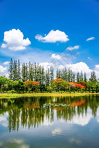 公园池塘蓝色树木荒野季节风景云杉松树天空旅行针叶背景图片