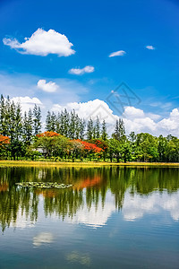 公园池塘松树云杉天空反射风景地平线场景树木美丽环境图片