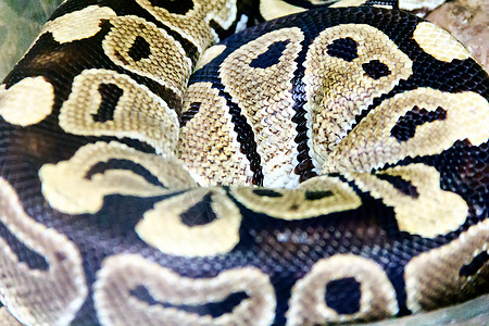 zo蛇皮特写照片框架皮肤冷血动物爬虫动物园蟒蛇舌头隐藏野生动物图片