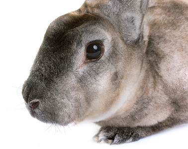 zibeline 雷克斯兔子灰色獭兔农场动物工作室黑貂天鹅绒乡村宠物背景图片