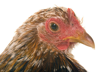 演播室的培金鸡肉农业脚鸡工作室乡村小鸡农场棕色动物白色家禽背景图片