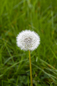 绿草中的花生草地阳光水滴季节环境生长花朵太阳背景叶子图片