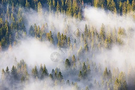 大自然之王 日出时的迷雾和隐性森林图片