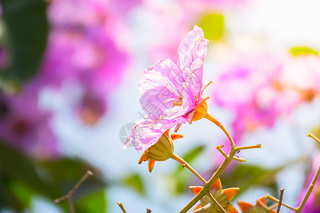 五颜六色的花的背景图片紫色植物生长花束季节植物群橙子礼物花瓣宏观图片