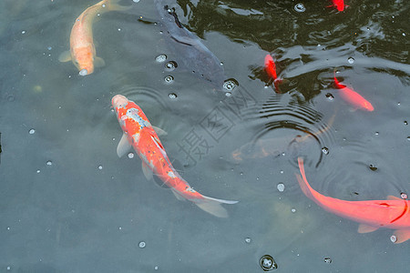 科伊鱼在池塘游泳公园区鱼类学家石材草叶瀑布园林叶子金鱼观赏鱼图片